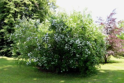 Philadelphus coronarius - pustoryl věncový - celek (91)